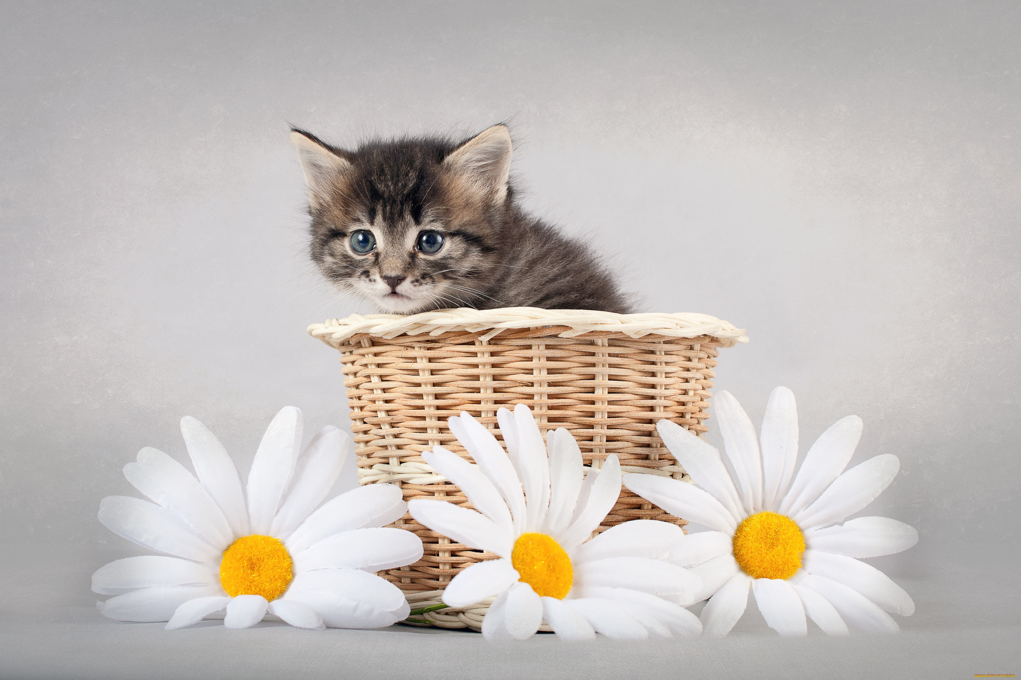 Поздравление с днем рождения настена. Красивые котята. Кошка в ромашках. Котенок в корзинке с цветами. Открытка «котики».